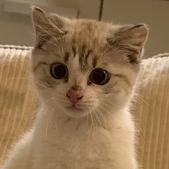 Lily, een van onze katten