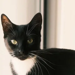 Noortje, een van onze katten